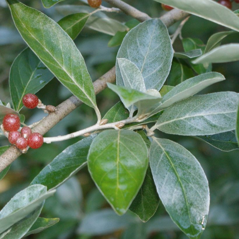 Japaninhopeapensas - Elaeagnus multiflora (Lehvistö)