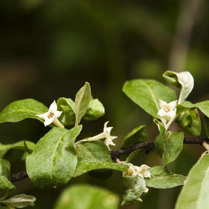 Japaninhopeapensas - Elaeagnus multiflora (Kukinta)