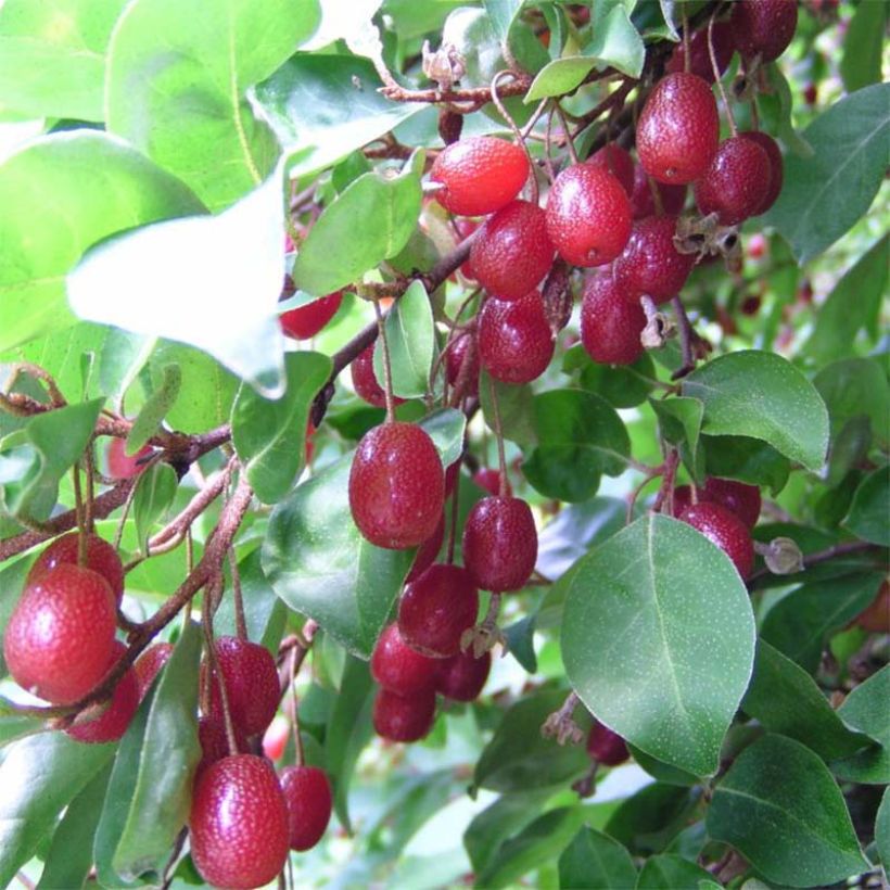 Japaninhopeapensas - Elaeagnus multiflora (Sadonkorjuu)