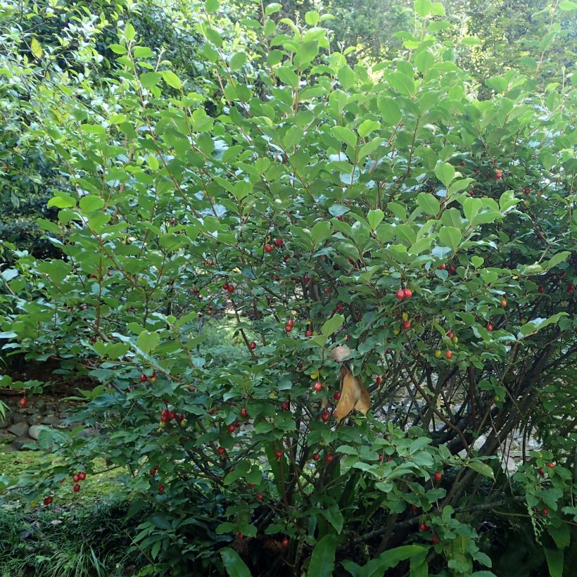 Japaninhopeapensas - Elaeagnus multiflora (Kasvutapa)