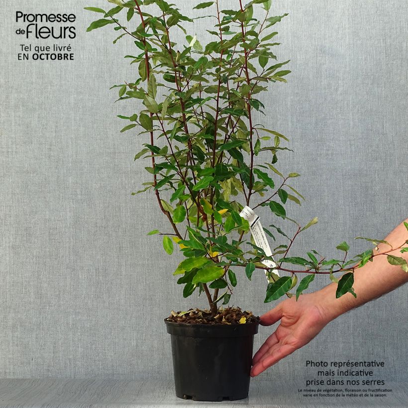 Esimerkki syksyllä toimitetusta Japaninhopeapensas - Elaeagnus multiflora 2 litran/3 litran ruukku-taimesta