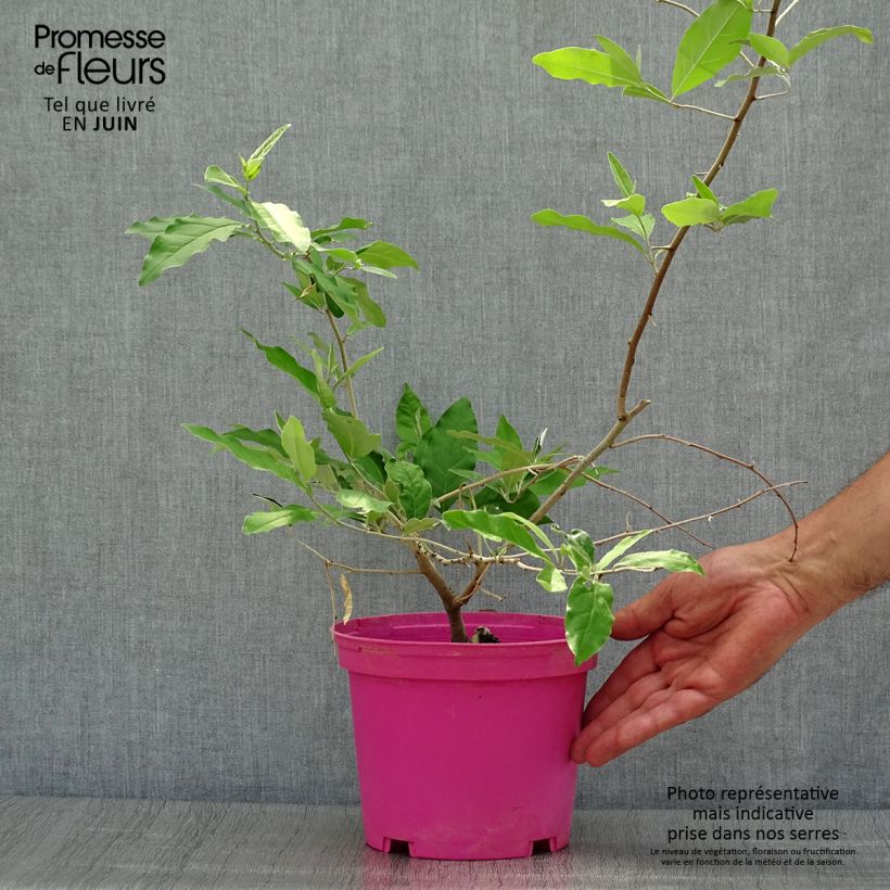 Esimerkki kesällä toimitetusta Japaninhopeapensas - Elaeagnus multiflora Ruukku 2L / 3L-taimesta