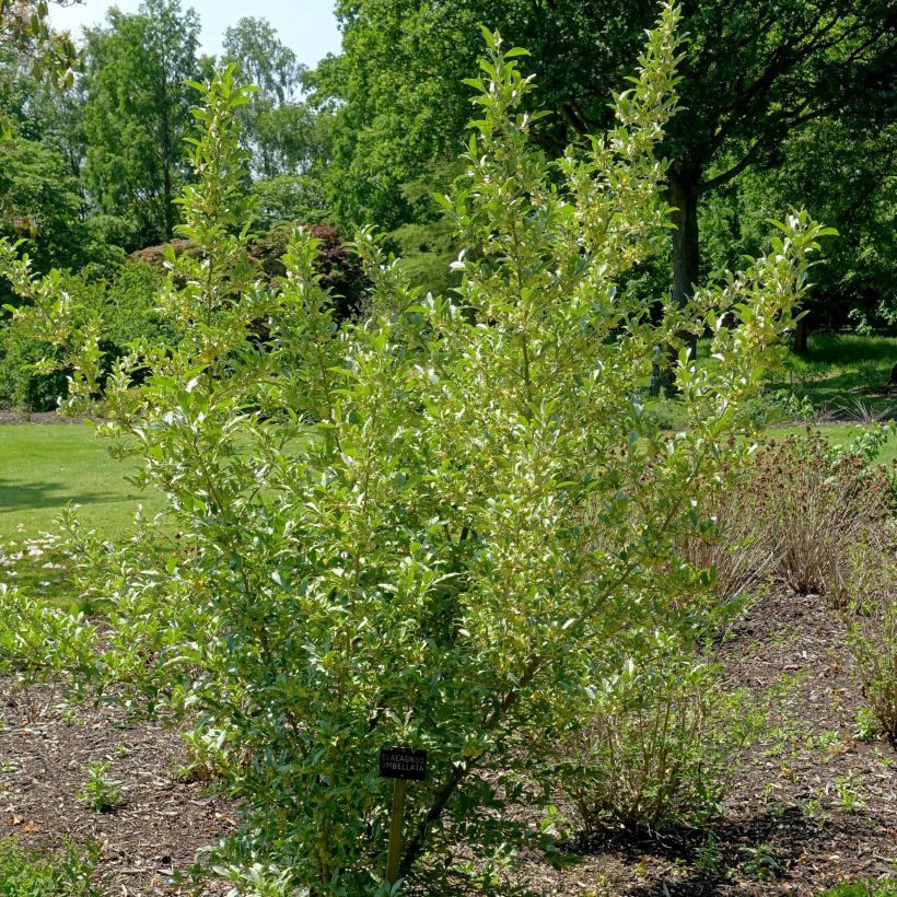 Sarjahopeapensas - Elaeagnus umbellata (Kasvutapa)