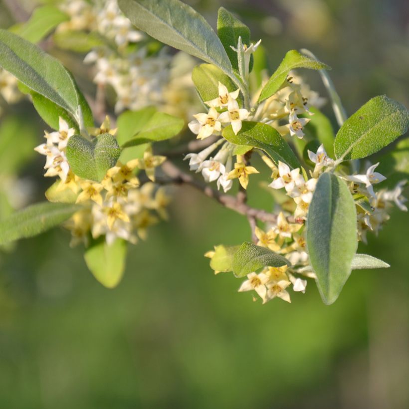 Sarjahopeapensas Pointilla Amoroso (Kukinta)