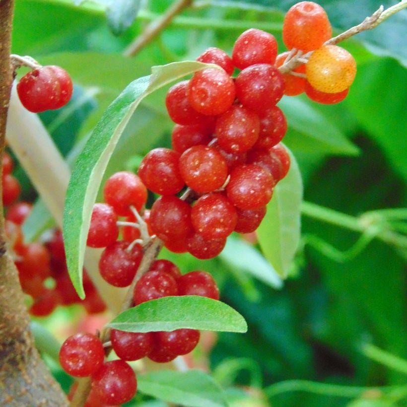 Sarjahopeapensas Pointilla Amoroso (Sadonkorjuu)