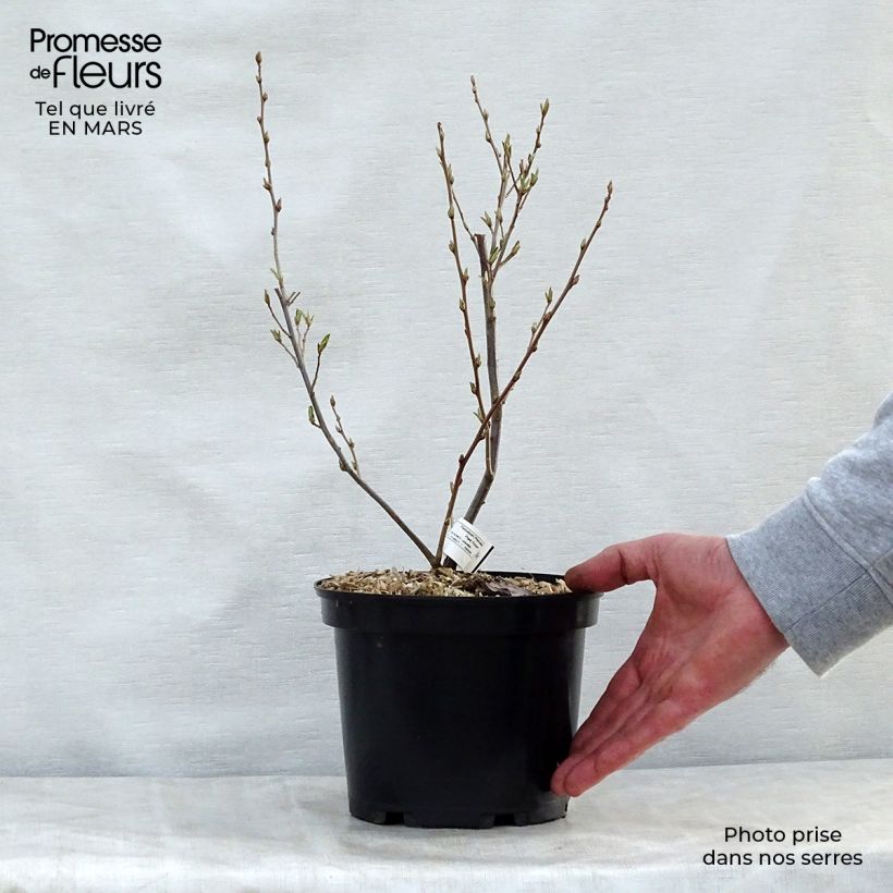Esimerkki keväällä toimitetusta Sarjahopeapensas - Elaeagnus umbellata Ruukku 7,5L / 10L-taimesta