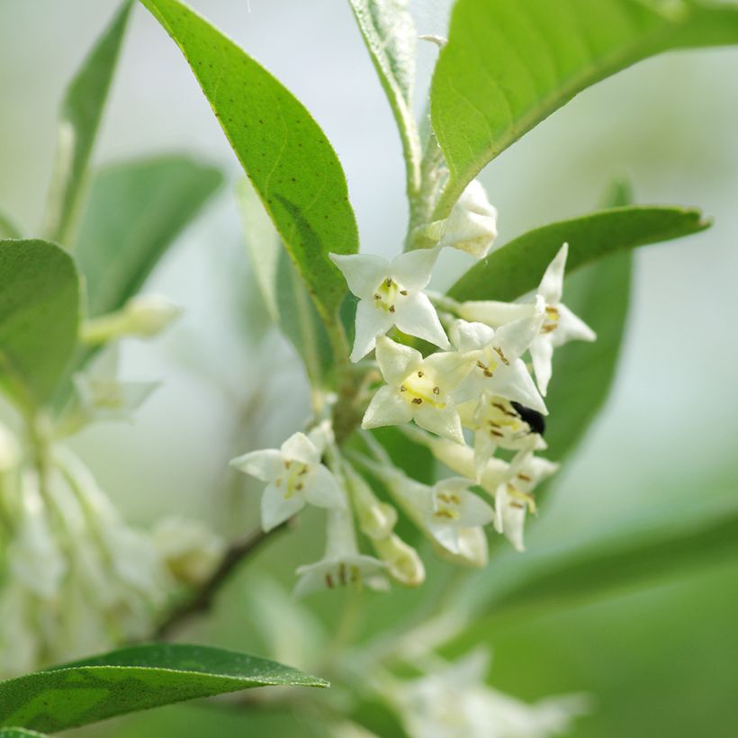 Sarjahopeapensas - Elaeagnus umbellata (Kukinta)