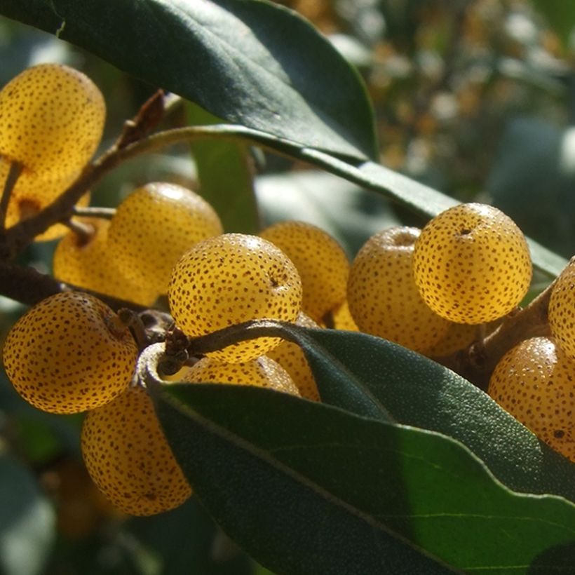 Sarjahopeapensas Fortunella (Sadonkorjuu)