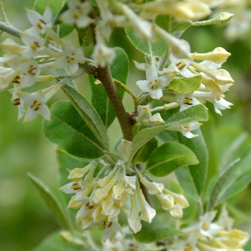 Sarjahopeapensas Fortunella (Kukinta)