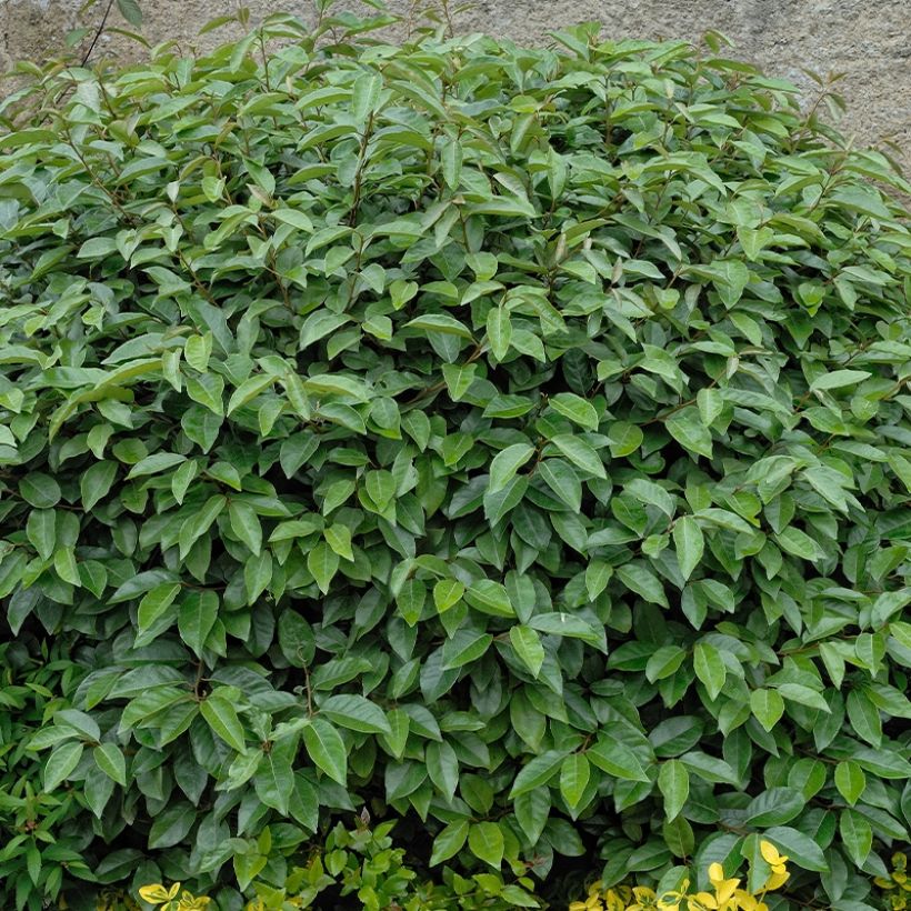 Sarjahopeapensas Fortunella (Kasvutapa)
