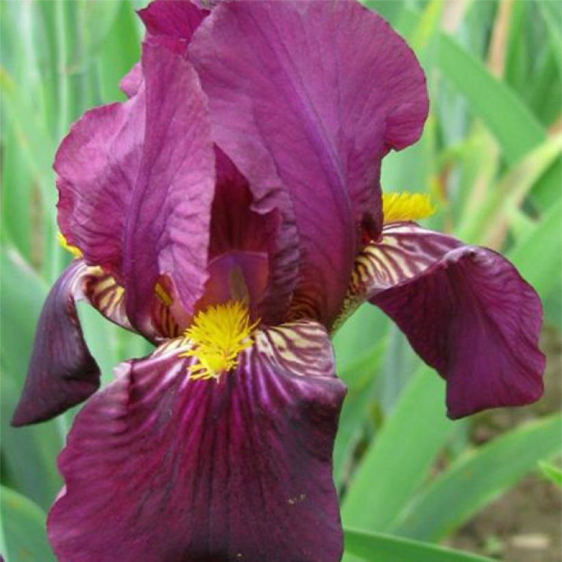 Saksankurjenmiekka Red Orchid (Kukinta)