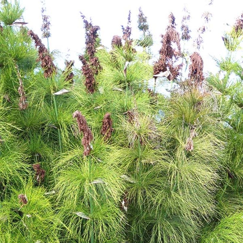 Elegia capensis (Kukinta)