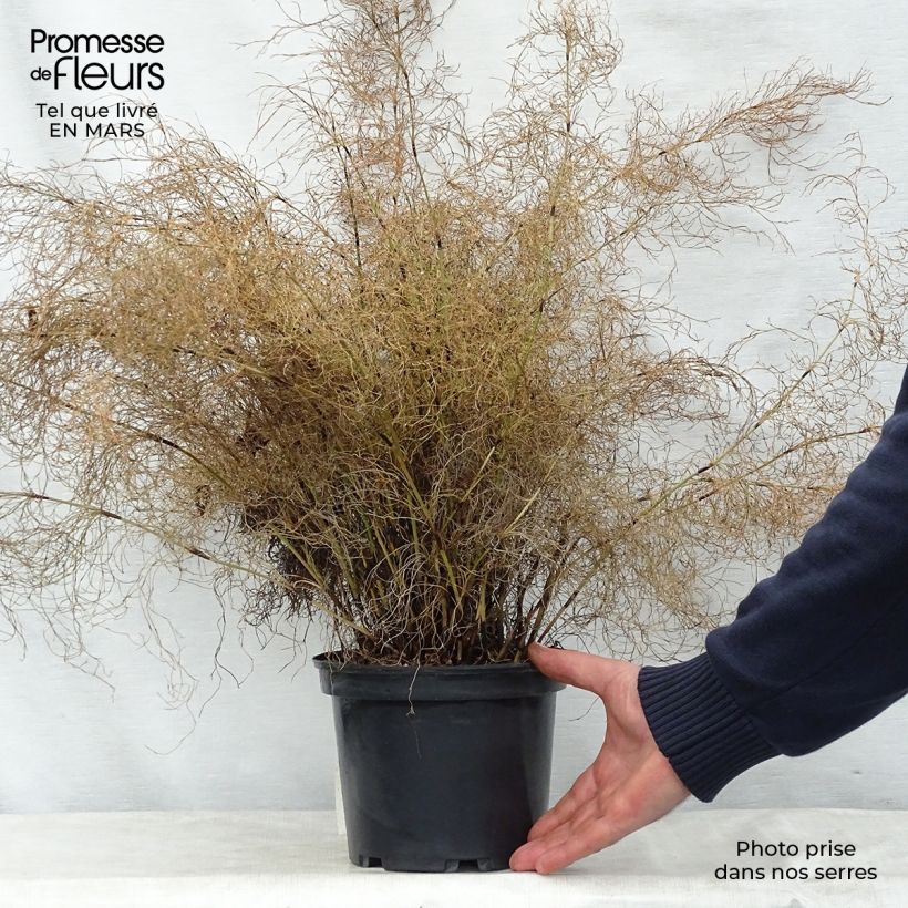 Esimerkki keväällä toimitetusta Elegia capensis Pot de 2L/3L-taimesta