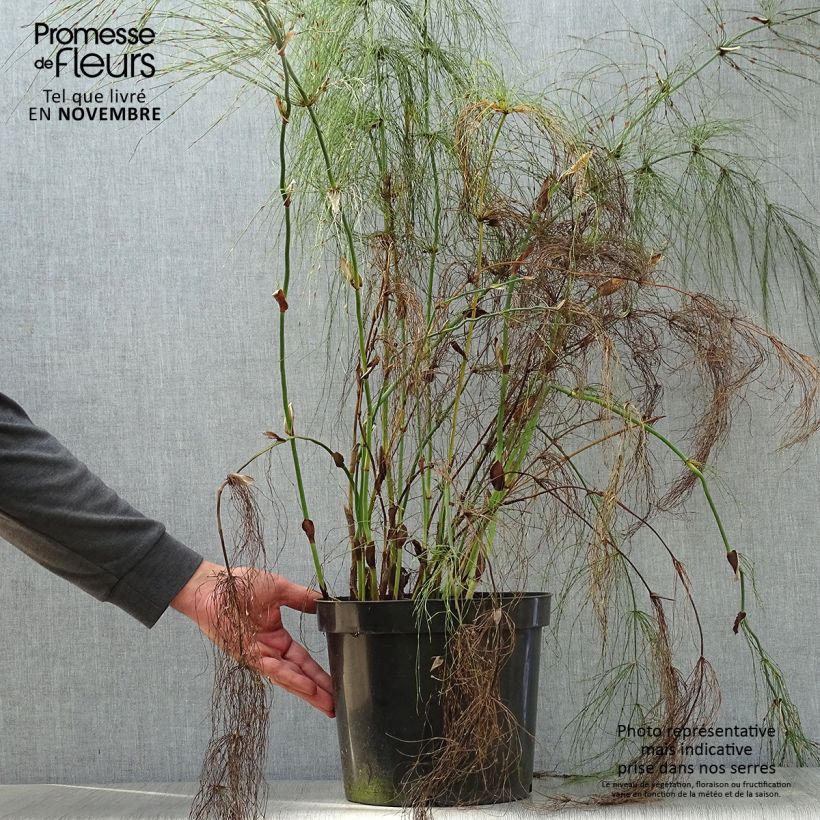 Esimerkki syksyllä toimitetusta Elegia capensis 7,5 litran / 10 litran ruukku-taimesta