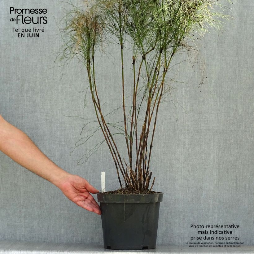Esimerkki kesällä toimitetusta Elegia capensis Pot de 7,5L/10L-taimesta
