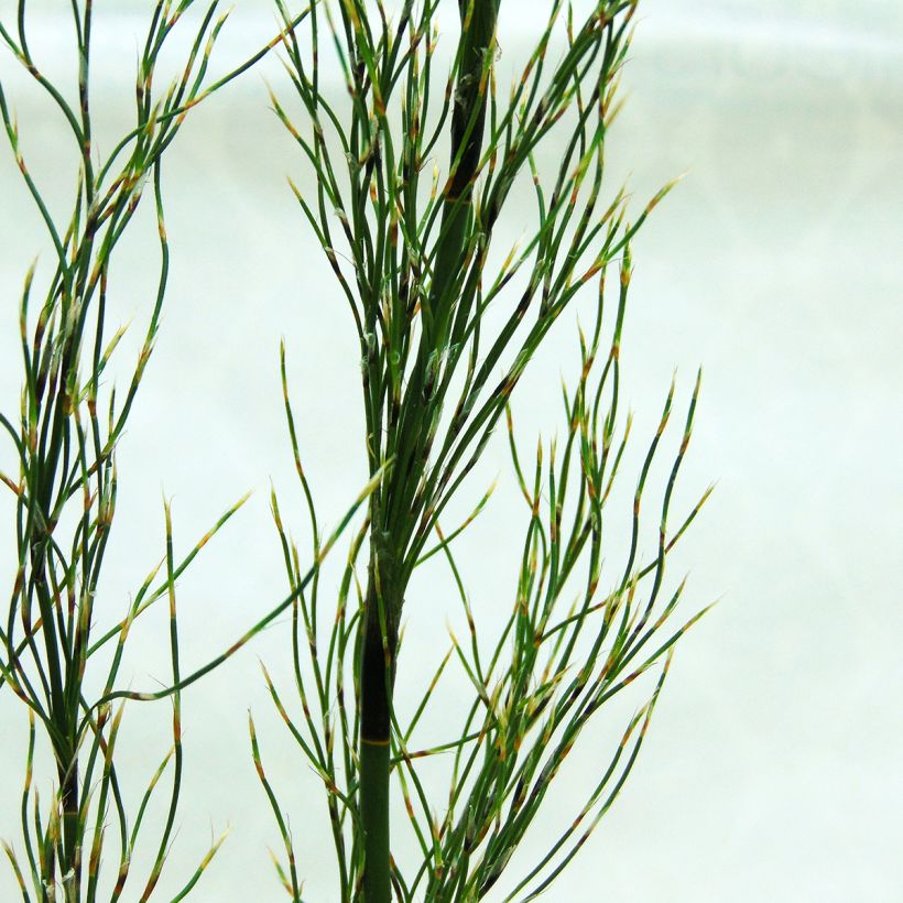 Elegia capensis (Lehvistö)