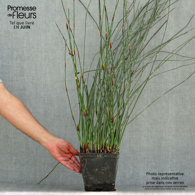 Esimerkki kesällä toimitetusta Elegia elephantina Pot de 2L/3L-taimesta