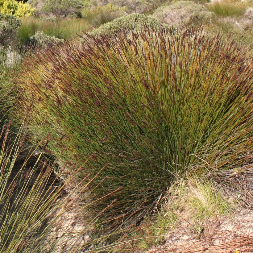 Elegia tectorum Fish Hoek (Kasvutapa)