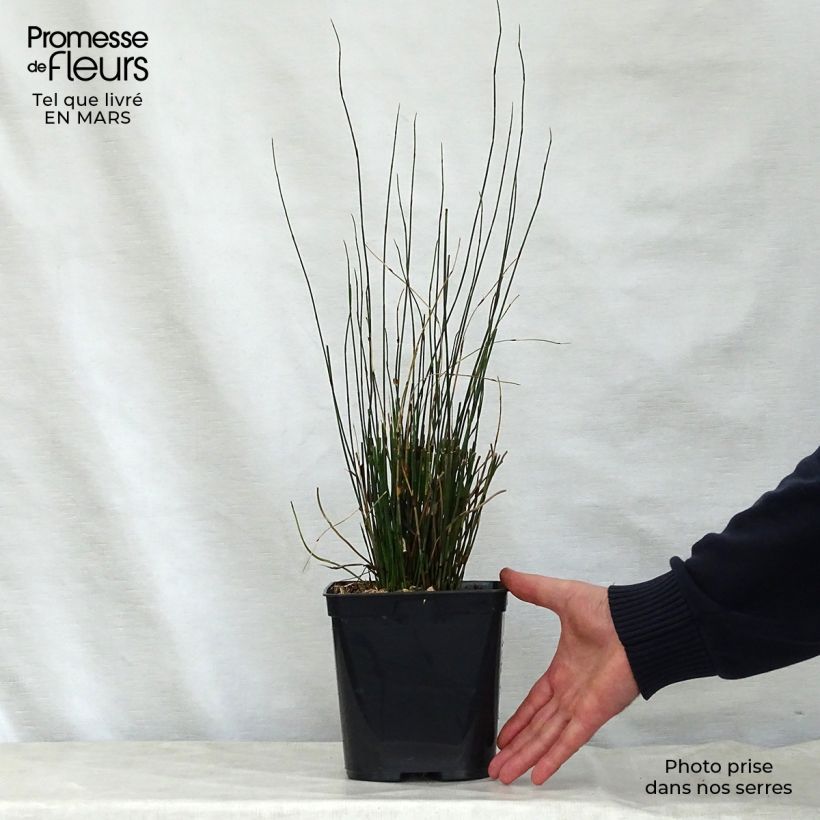Esimerkki keväällä toimitetusta Elegia tectorum Fish Hoek Pot de 1L/1,5L-taimesta