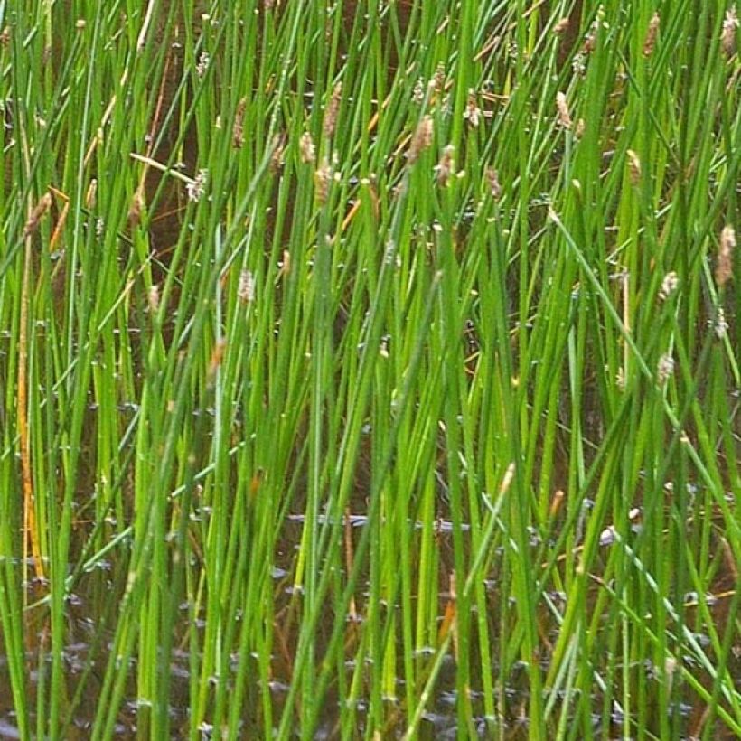 Rantaluikka - Eleocharis palustris (Lehvistö)