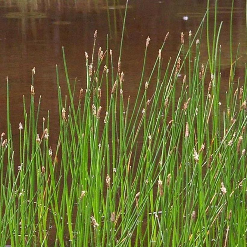 Rantaluikka - Eleocharis palustris (Kukinta)