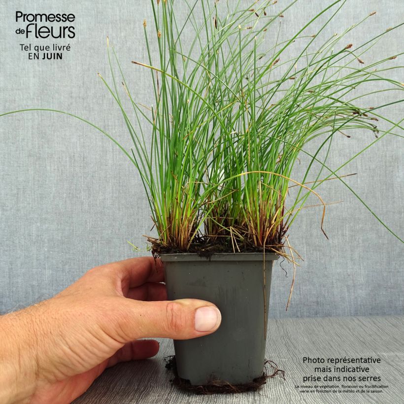 Esimerkki kesällä toimitetusta Rantaluikka - Eleocharis palustris Godet de 8/9 cm-taimesta