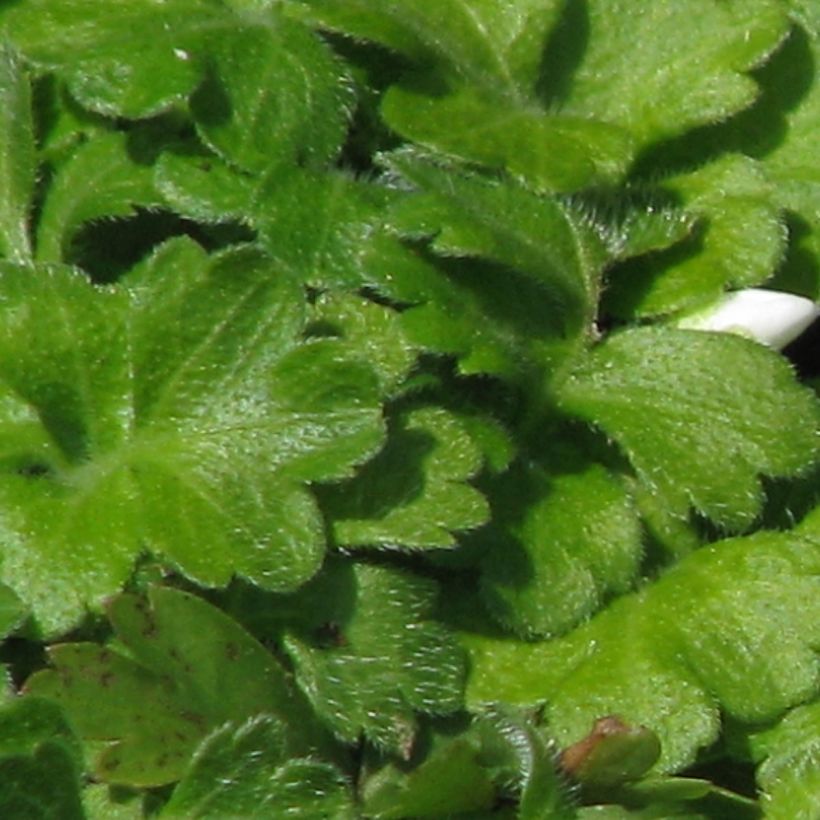 Ellisiophyllum pinnatum (Lehvistö)