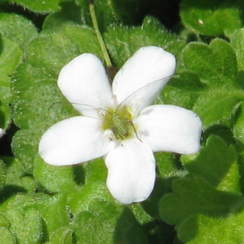 Ellisiophyllum pinnatum (Kukinta)