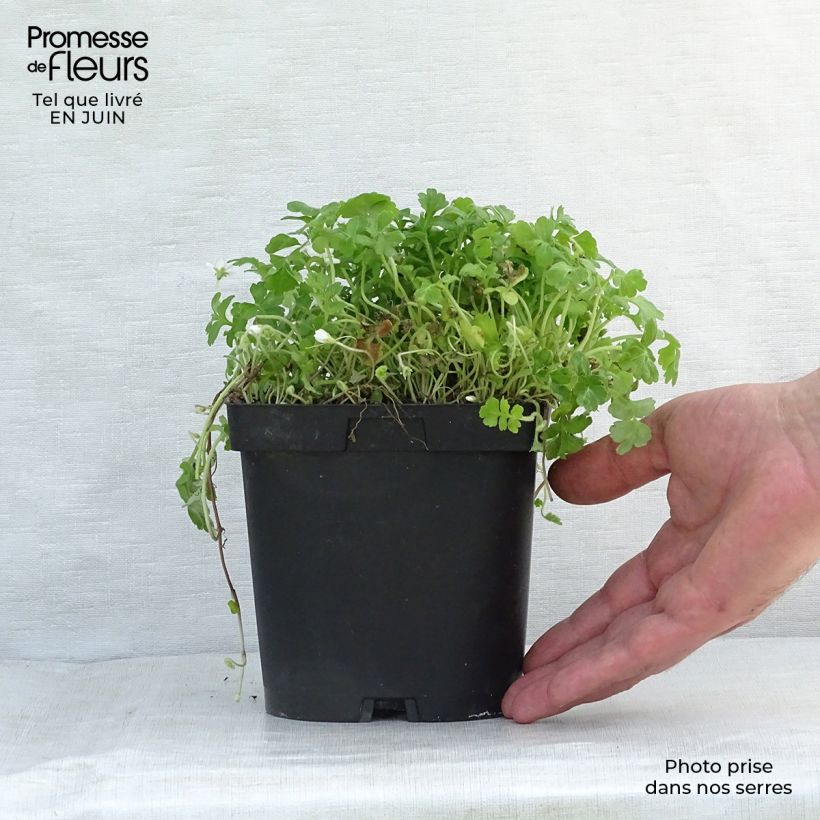 Esimerkki kesällä toimitetusta Ellisiophyllum pinnatum Taimiruukku 8/9 cm-taimesta