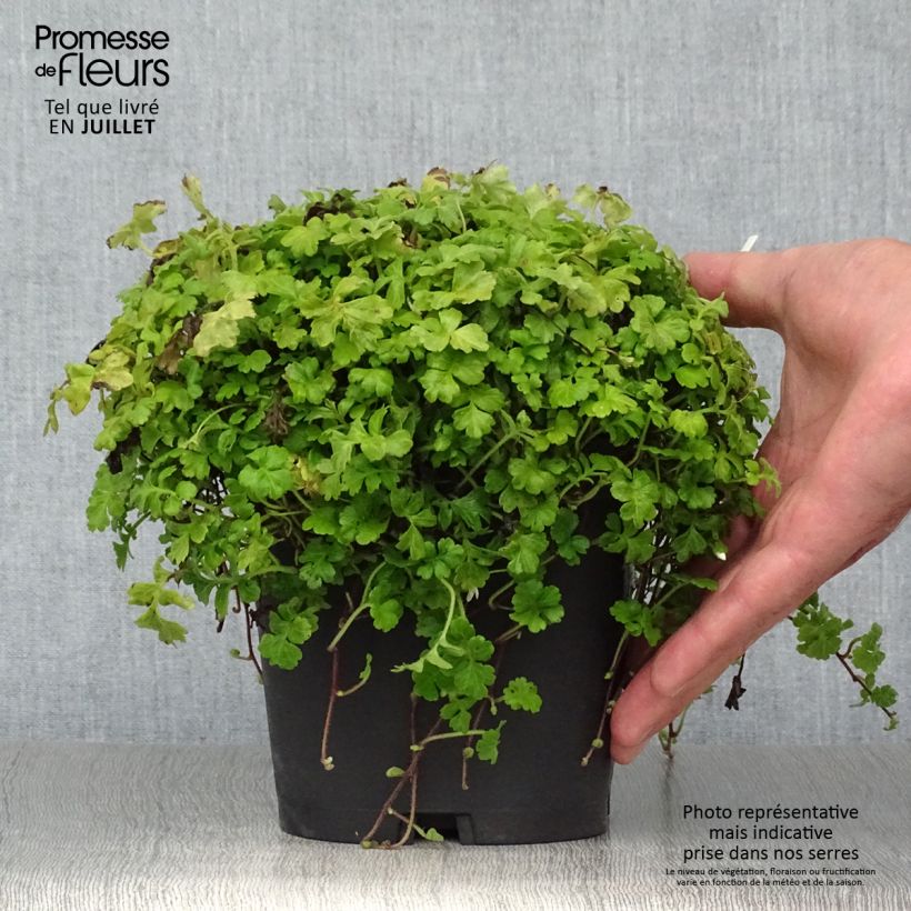 Esimerkki kesällä toimitetusta Ellisiophyllum pinnatum Ruukku 2L / 3L-taimesta