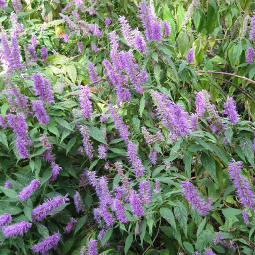 Purppurahelttaminttu - Elsholtzia stauntonii (Kukinta)