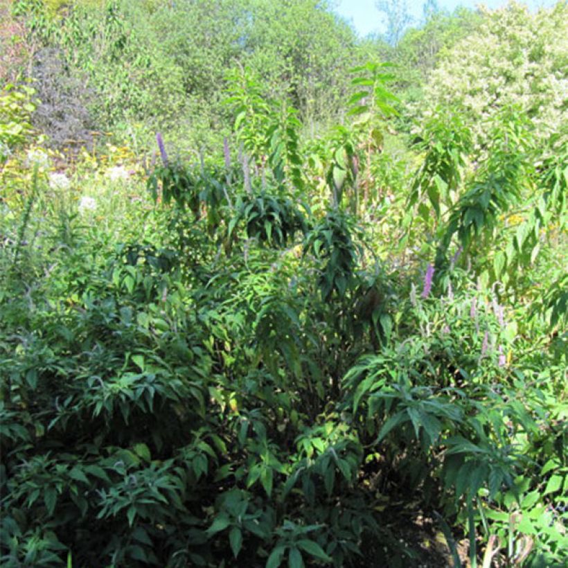 Purppurahelttaminttu - Elsholtzia stauntonii (Kasvutapa)