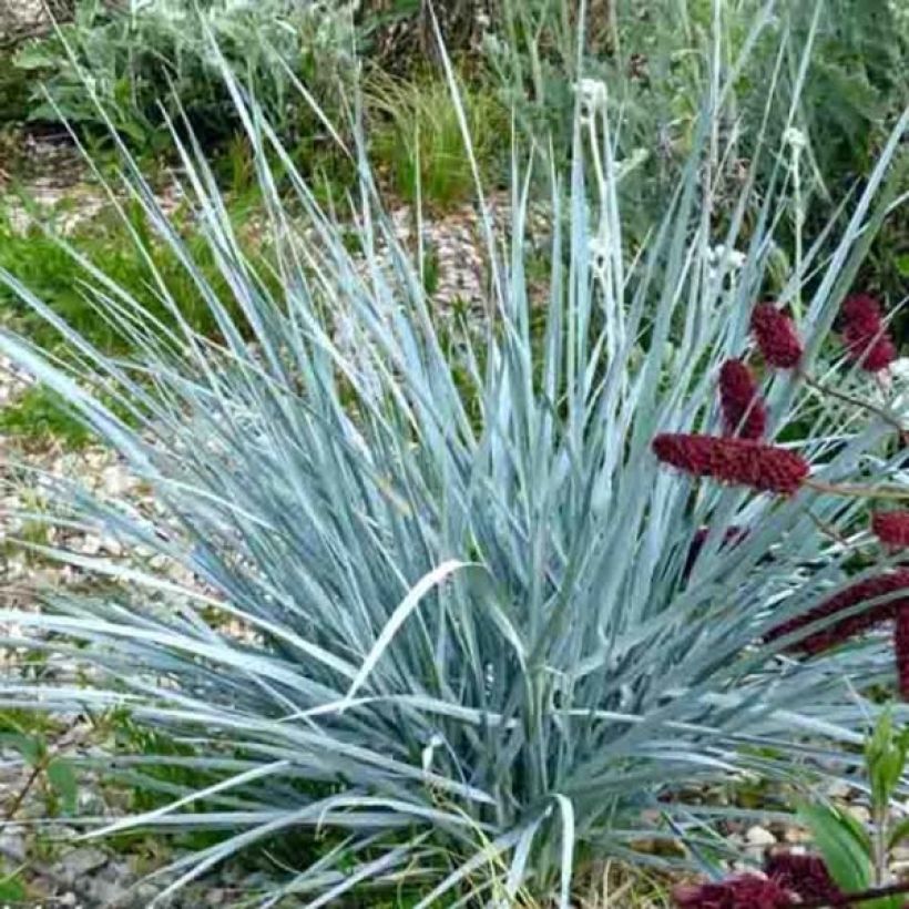 Sinivillivehnä - Elymus magellanicus (Kasvutapa)