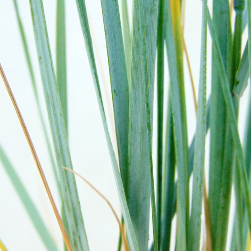 Sinivillivehnä - Elymus magellanicus (Lehvistö)