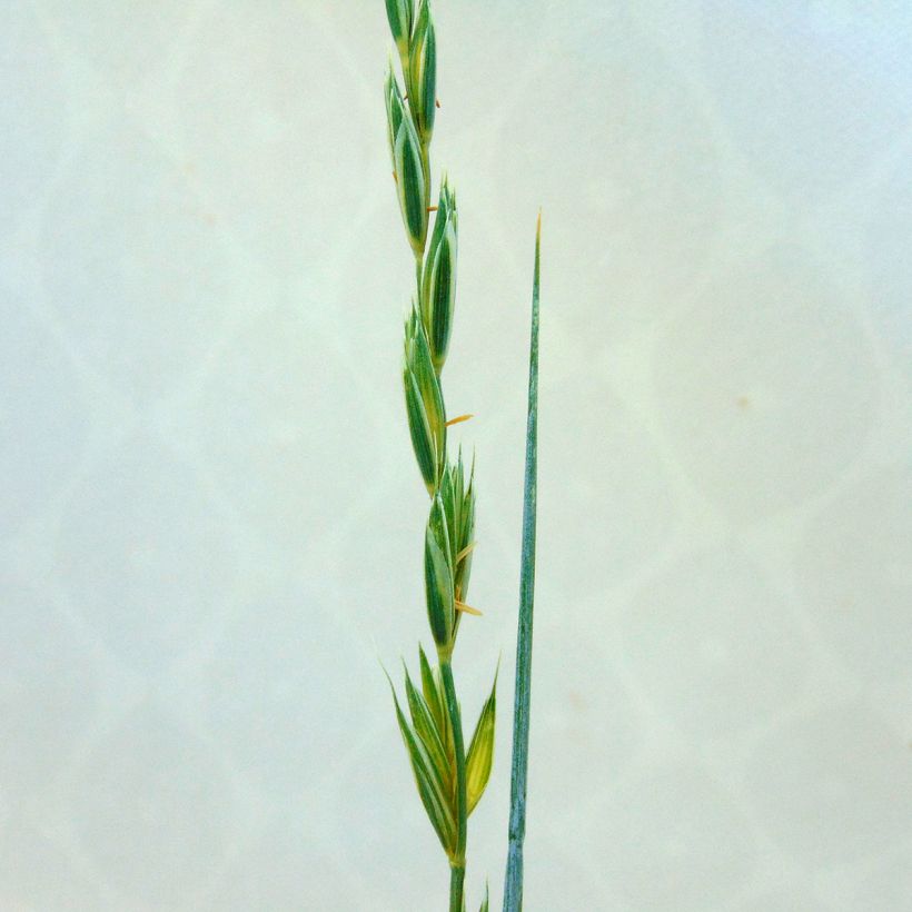 Sinivillivehnä - Elymus magellanicus (Kukinta)