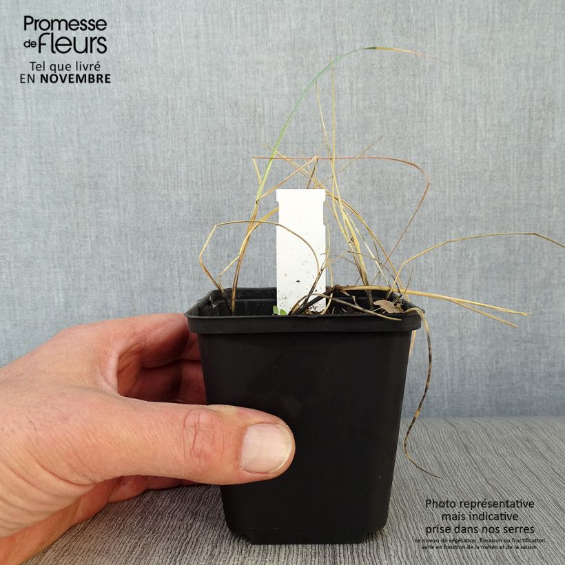 Esimerkki syksyllä toimitetusta Sinivillivehnä - Elymus magellanicus 8/9 cm taimiruukku-taimesta