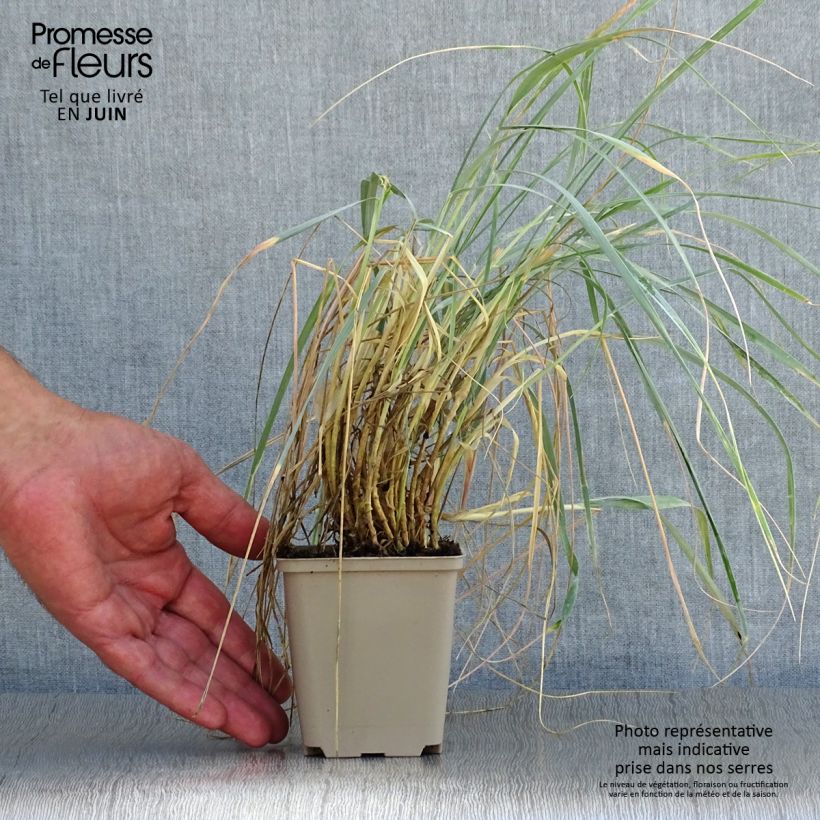 Esimerkki kesällä toimitetusta Sinivillivehnä - Elymus magellanicus Godet de 8/9 cm-taimesta