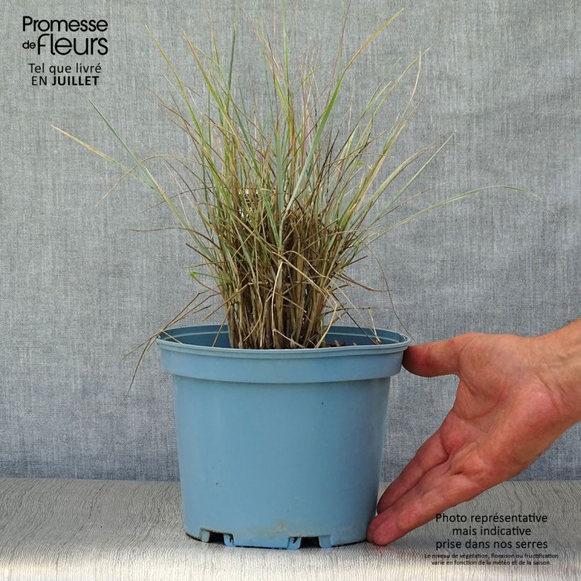 Esimerkki kesällä toimitetusta Sinivillivehnä - Elymus magellanicus Pot de 2L/3L-taimesta
