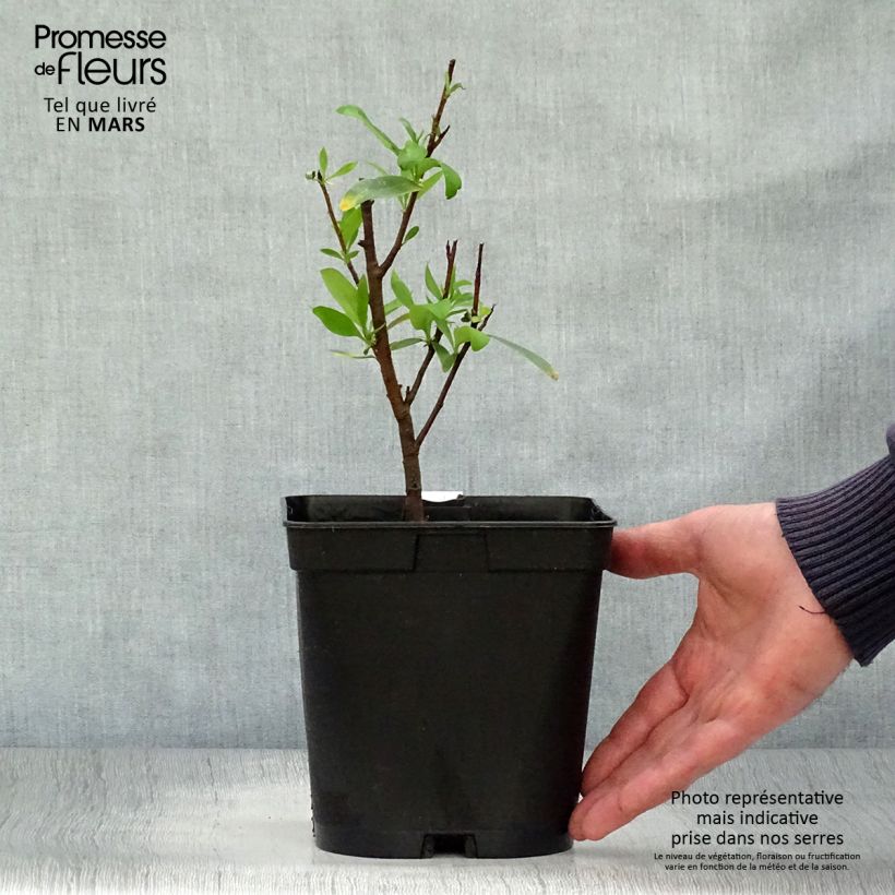 Esimerkki keväällä toimitetusta Chilenloimunokka - Embothrium coccineum Pot de 2L/3L-taimesta