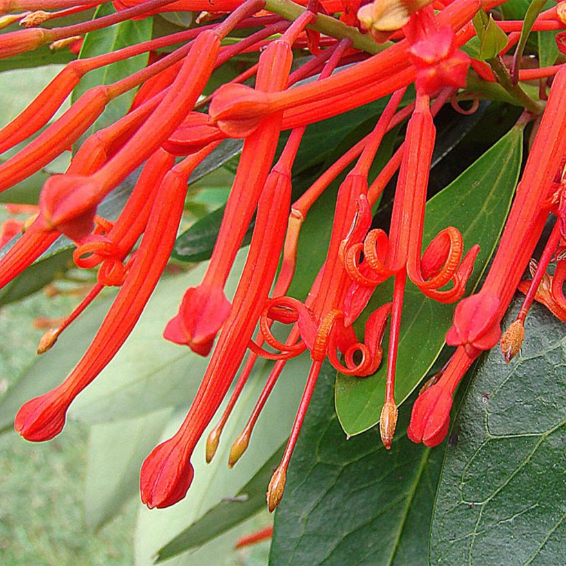 Chilenloimunokka - Embothrium coccineum (Kukinta)