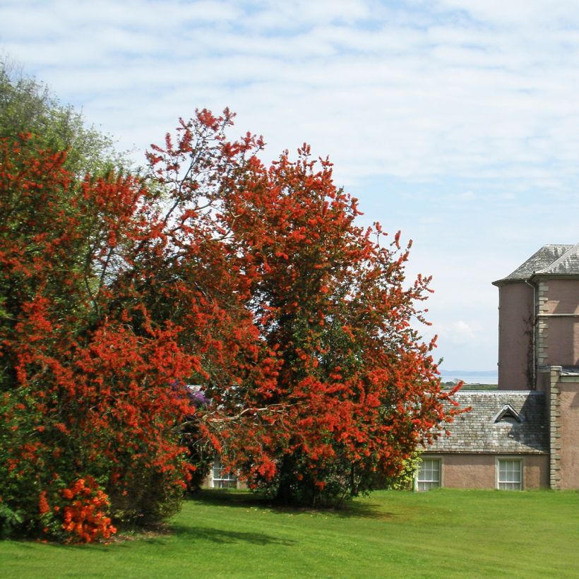 Chilenloimunokka - Embothrium coccineum (Kasvutapa)