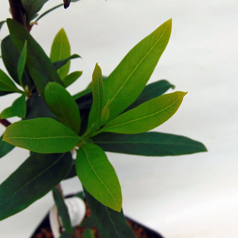 Chilenloimunokka var. lanceolatum (Lehvistö)