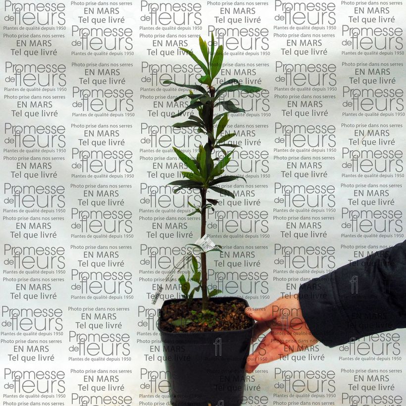Esimerkki toimitetusta Chilenloimunokka var. lanceolatum Pot de 2L/3L-taimesta