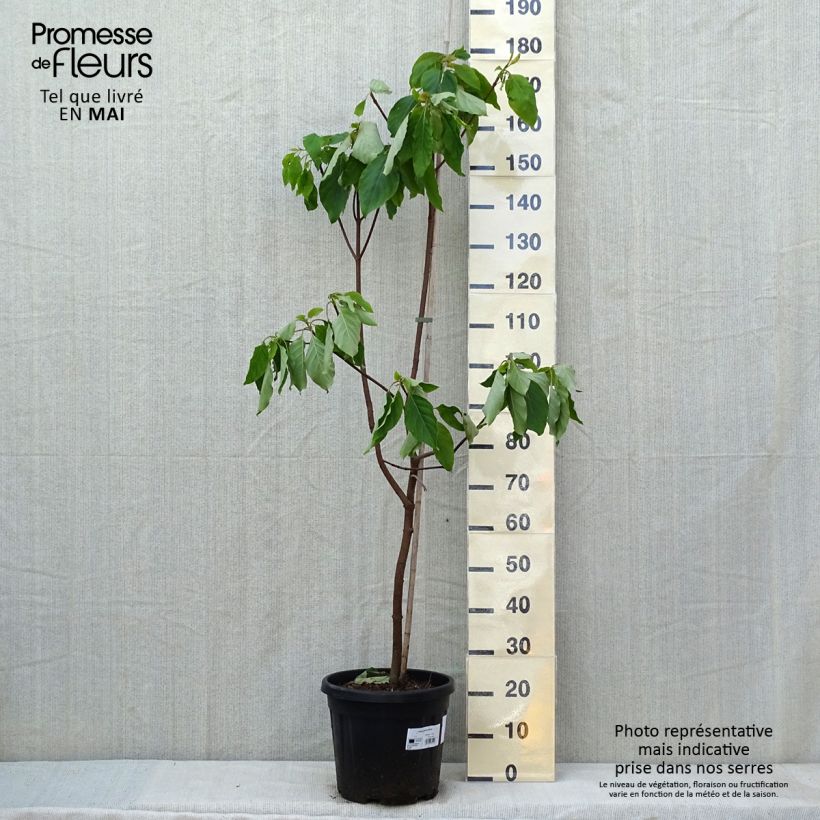 Esimerkki keväällä toimitetusta Emmenopterys henryi Pot de 12L/15L-taimesta