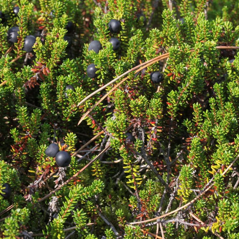 Variksenmarja - Empetrum nigrum (Lehvistö)