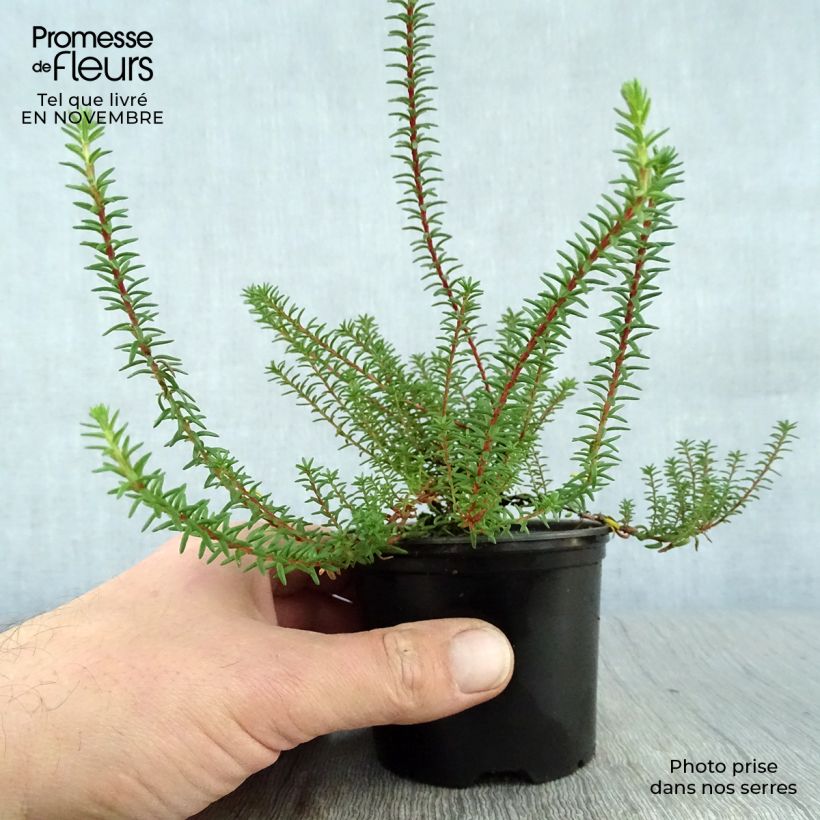 Esimerkki syksyllä toimitetusta Variksenmarja - Empetrum nigrum 10 cm/11 cm ruukku-taimesta