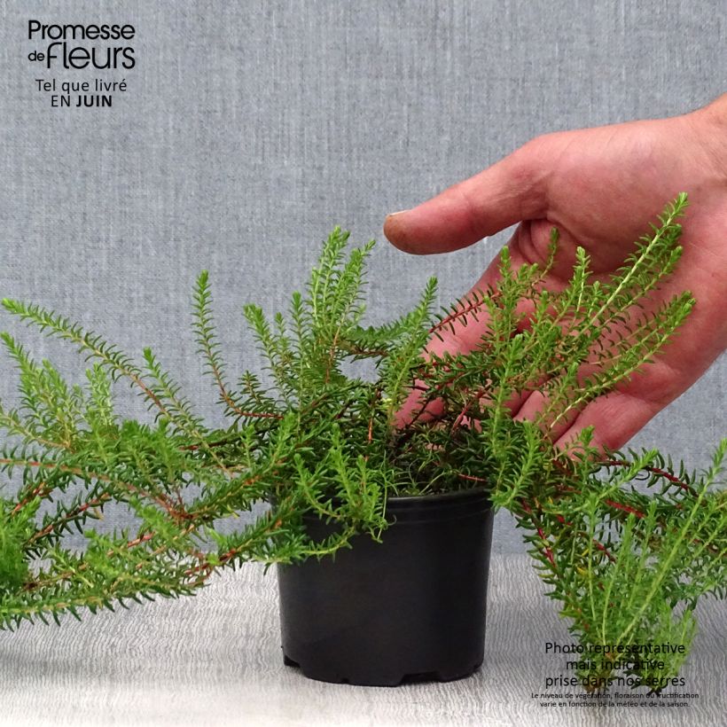 Esimerkki kesällä toimitetusta Variksenmarja - Empetrum nigrum Ruukku 10 cm / 11 cm-taimesta