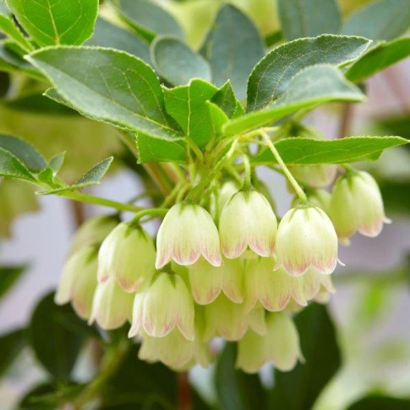 Kellopensas Prettycoat (Kukinta)