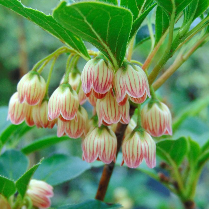 Kellopensas - Enkianthus campanulatus (Kukinta)