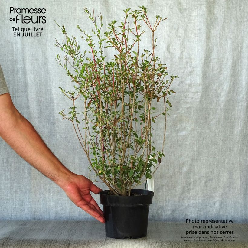 Esimerkki kesällä toimitetusta Kellopensas - Enkianthus campanulatus Pot de 2L/3L-taimesta